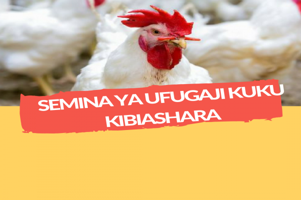 SEMINA YA UFUGAJI KUKU KIBIASHARA 